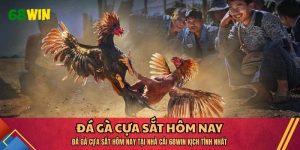 đá gà cựa sắt hôm nay