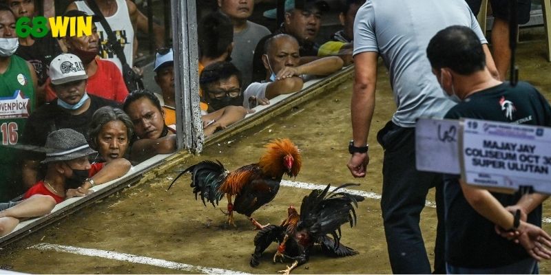 Nhiều loại hình đá gà được nhiều người yêu thích