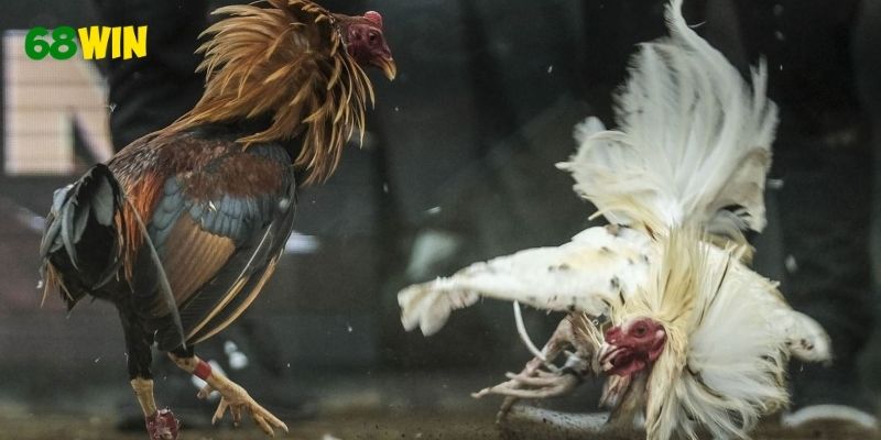 Tham gia nhiều trận đấu gà kịch tính và thưởng cao